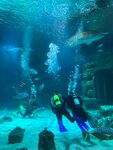 RuDive (Mira Avenue, 119с23), diving