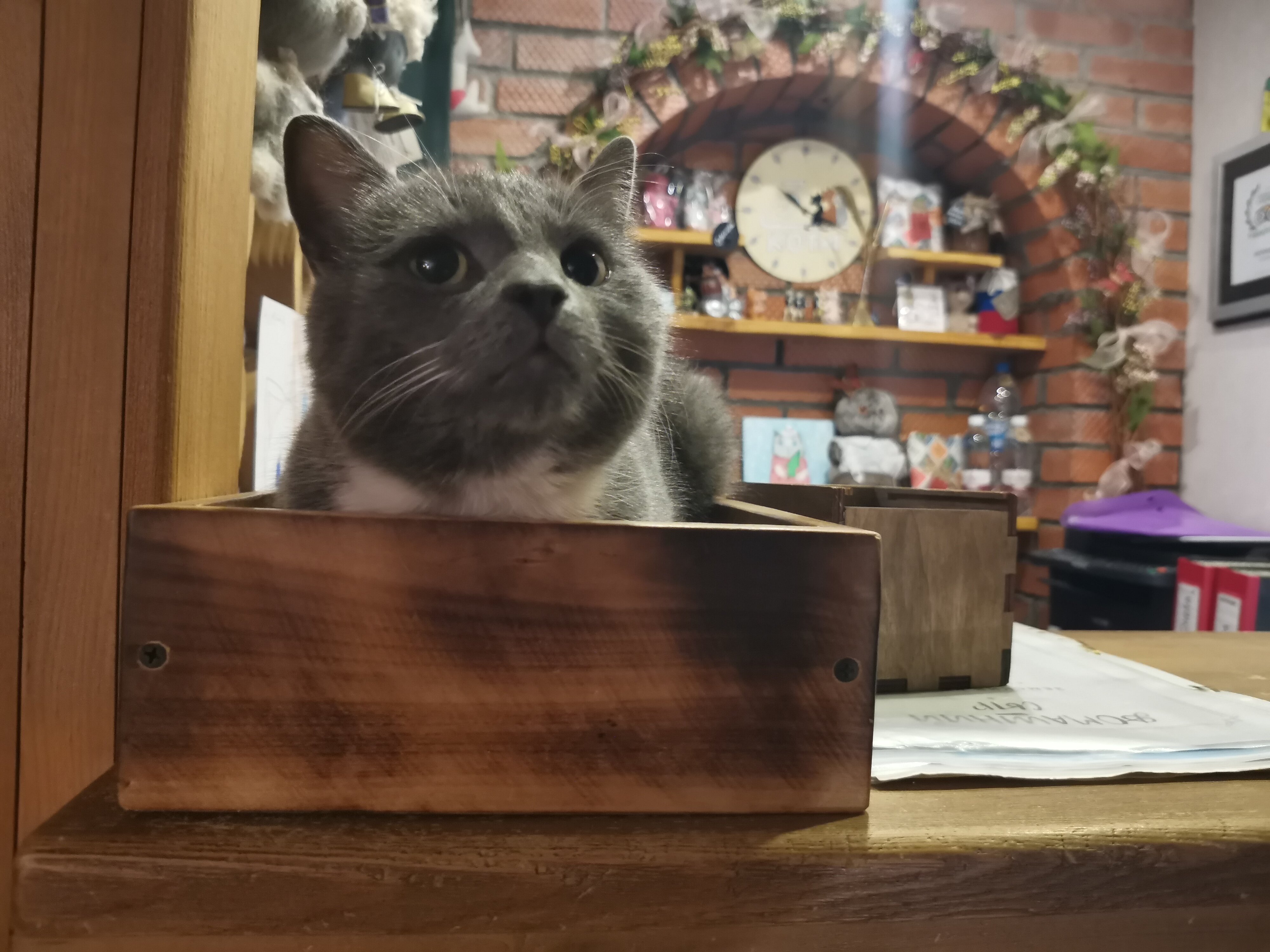 Фото Три кота