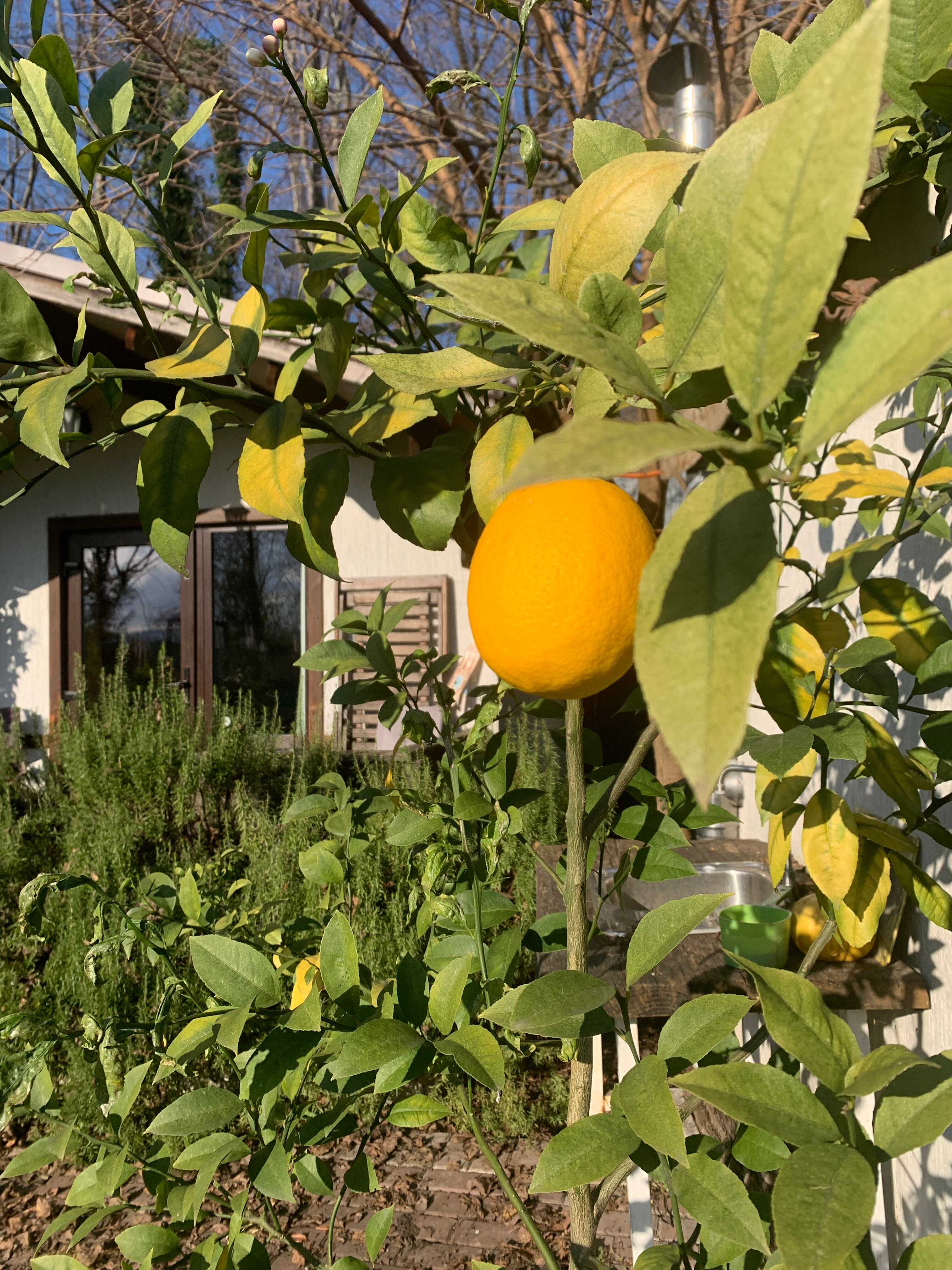 Фото Лесное царство