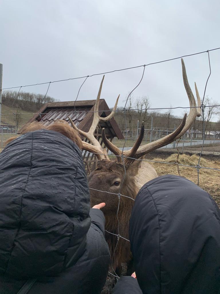 Фото Оленья ферма