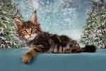 FengShui (Dzerzhinsky, Lesnaya ulitsa, 15) ، animal nursery