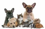 ZOOmarket (stanitsa Rayevskaya, Sosnovaya ulitsa, 2), pet shop