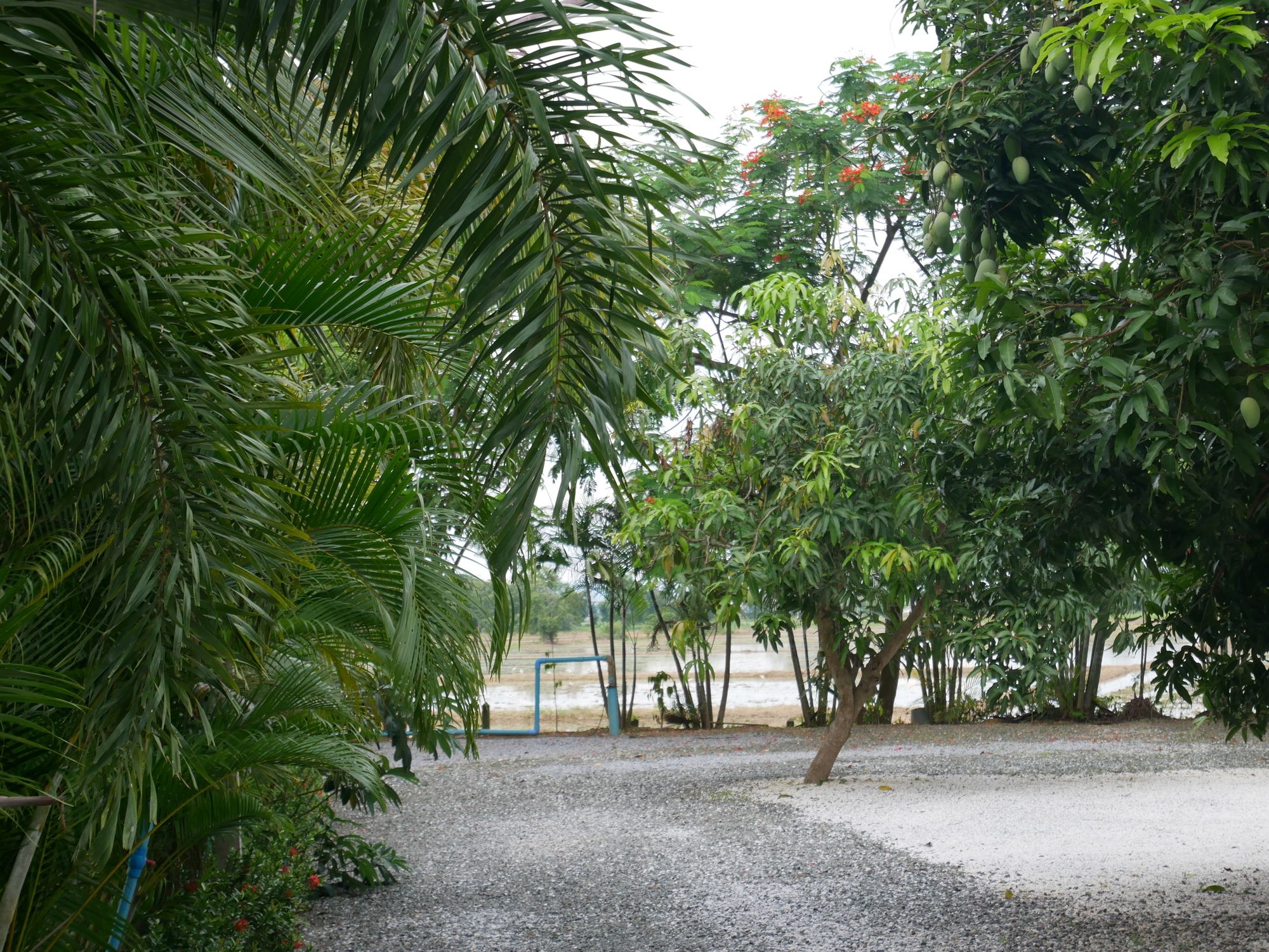 Фото Baan Suan Palm Resort