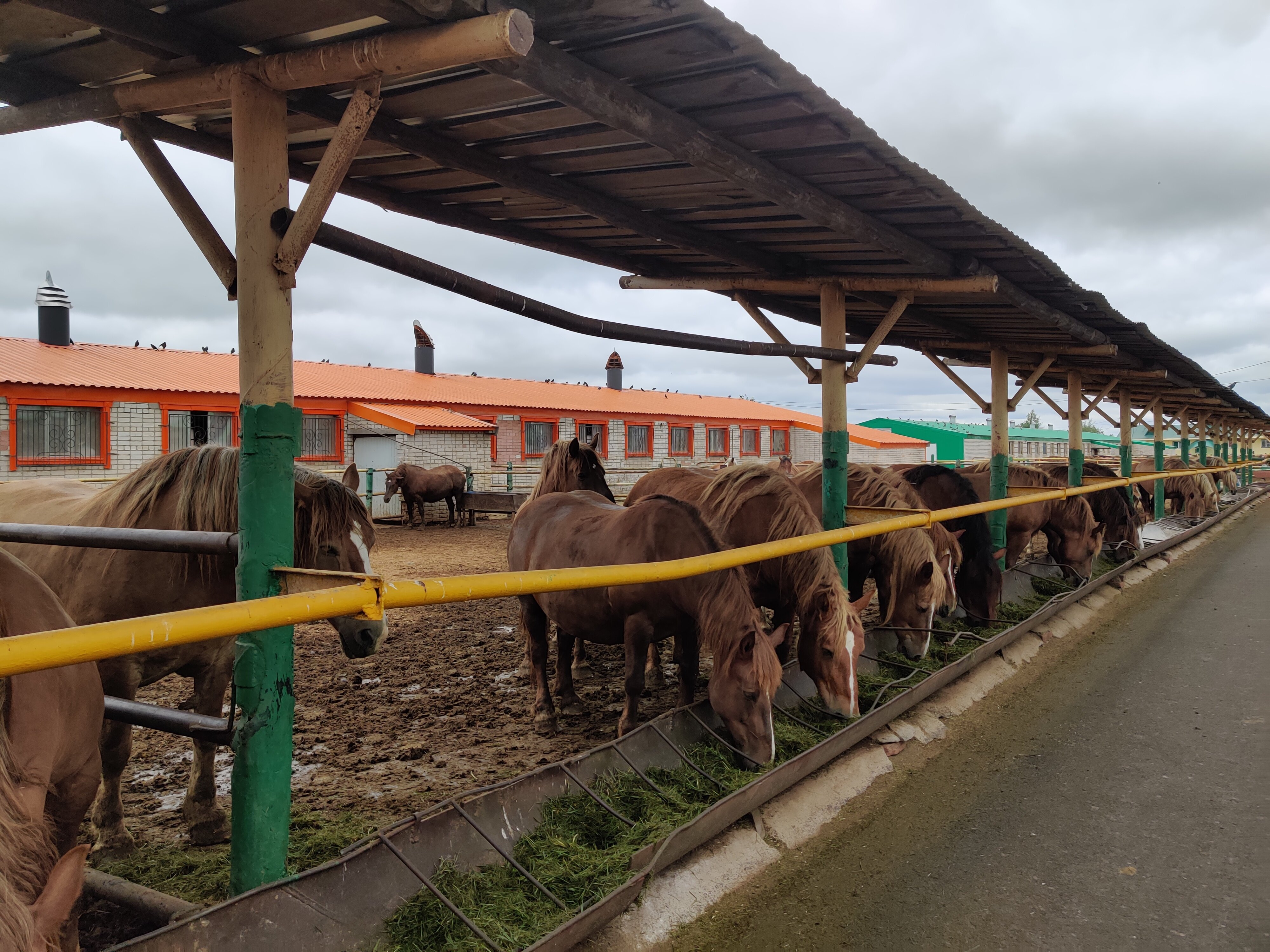 Фото Кумыска