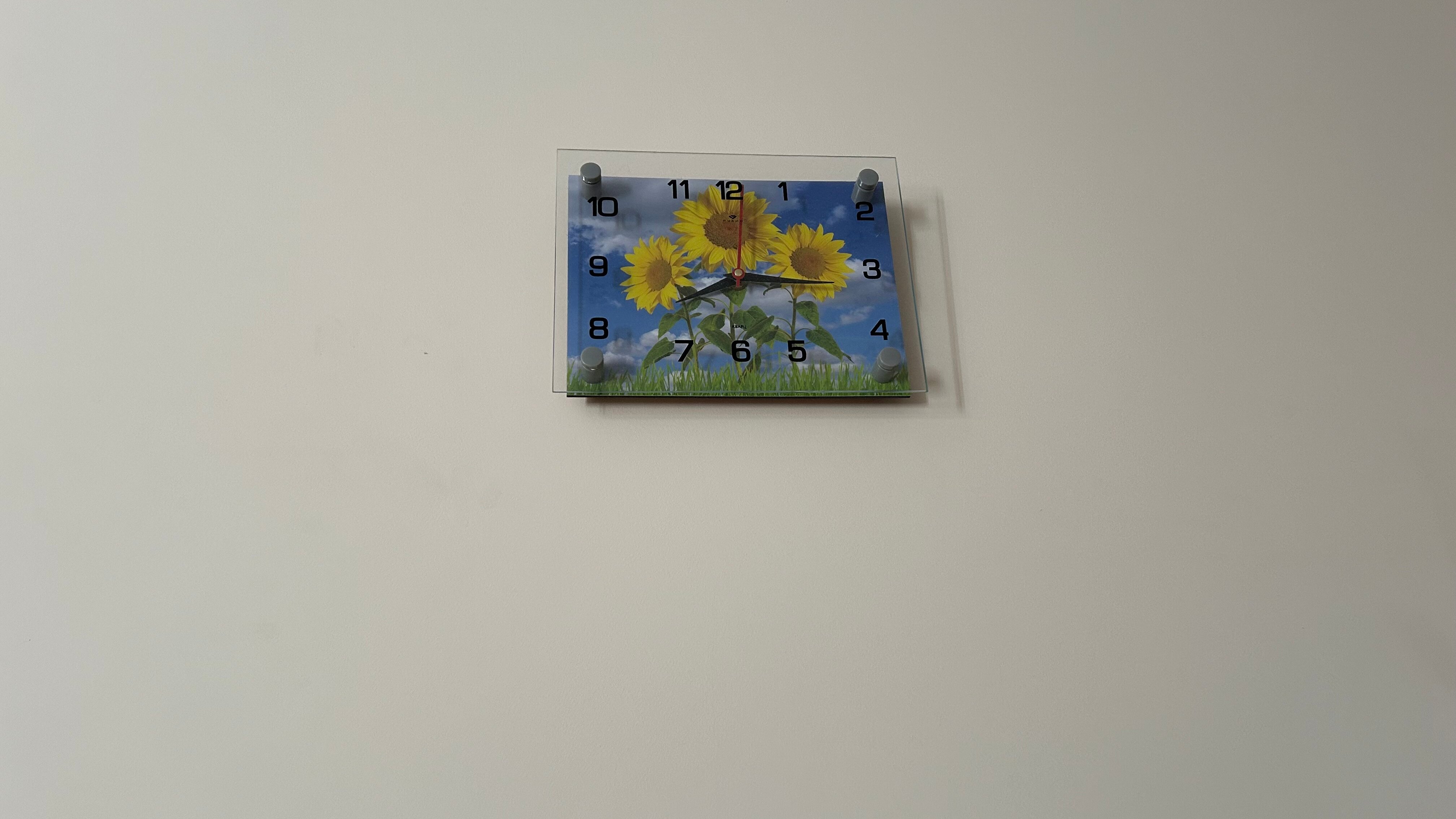 Фото Подсолнух