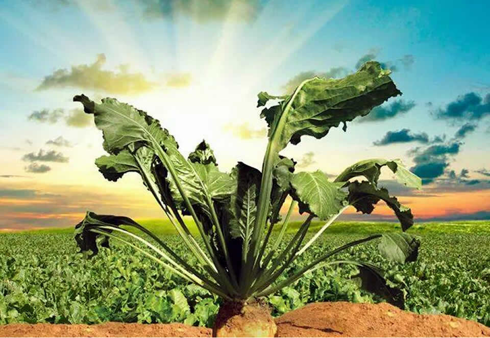 Associations and industrial unions S. S. Turhal Pancar Ekicileri Kooperatifi, Turhal, photo