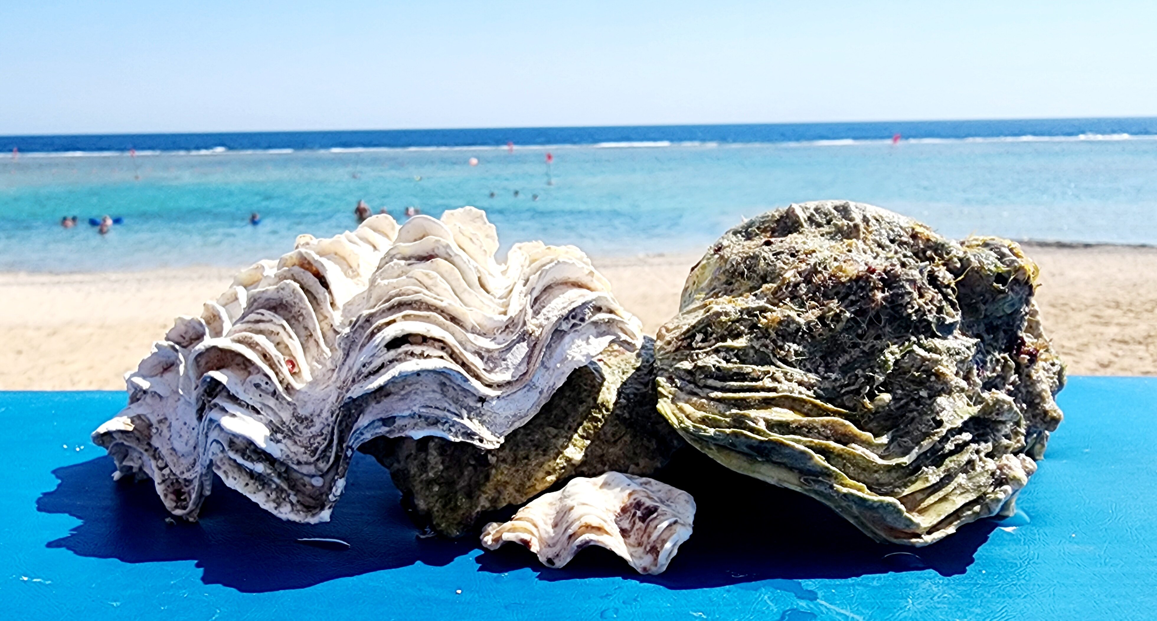 Фото Albatros Sea World Marsa Alam