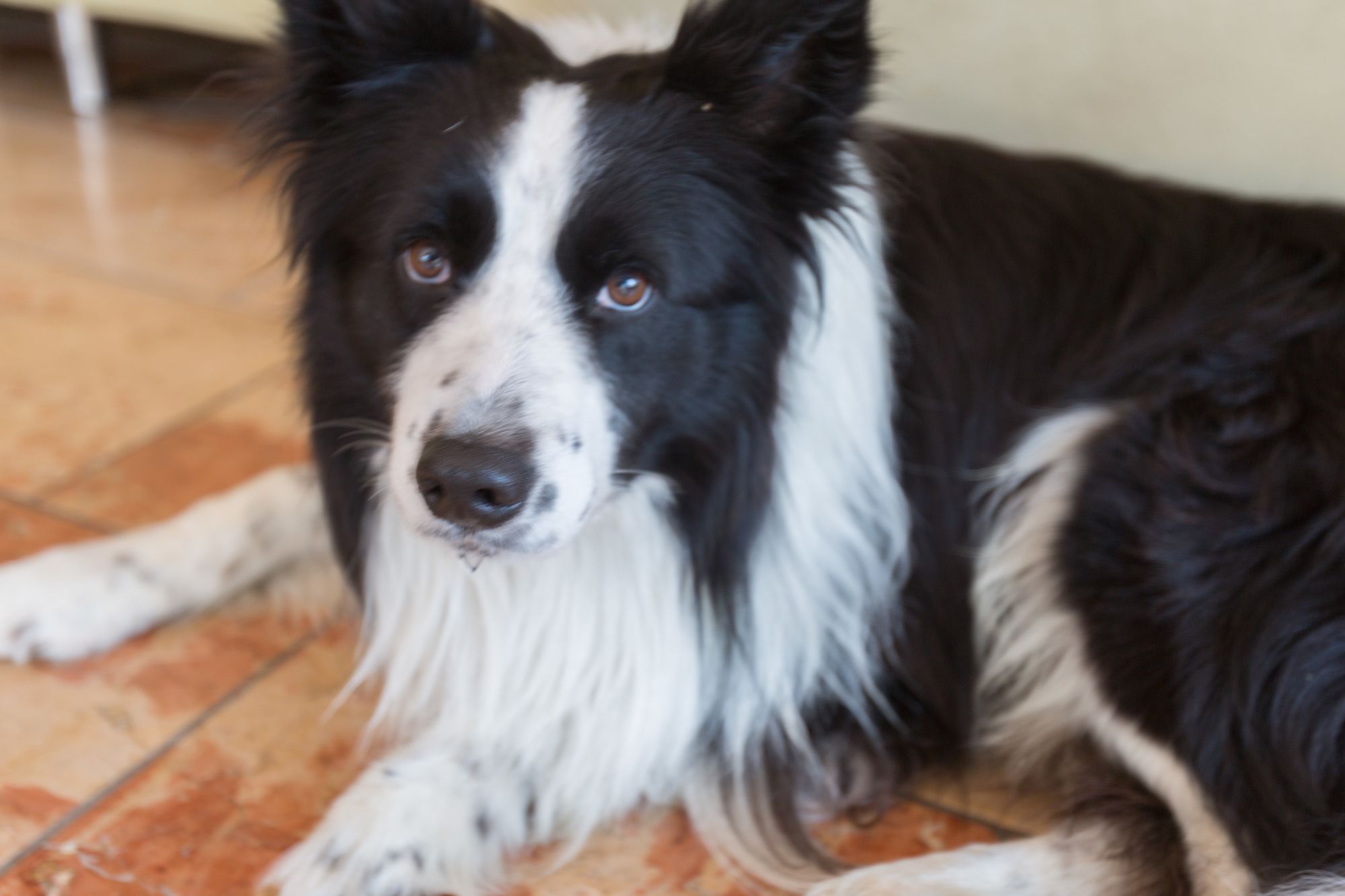 Фото Hotel Ristorante Al Fiore