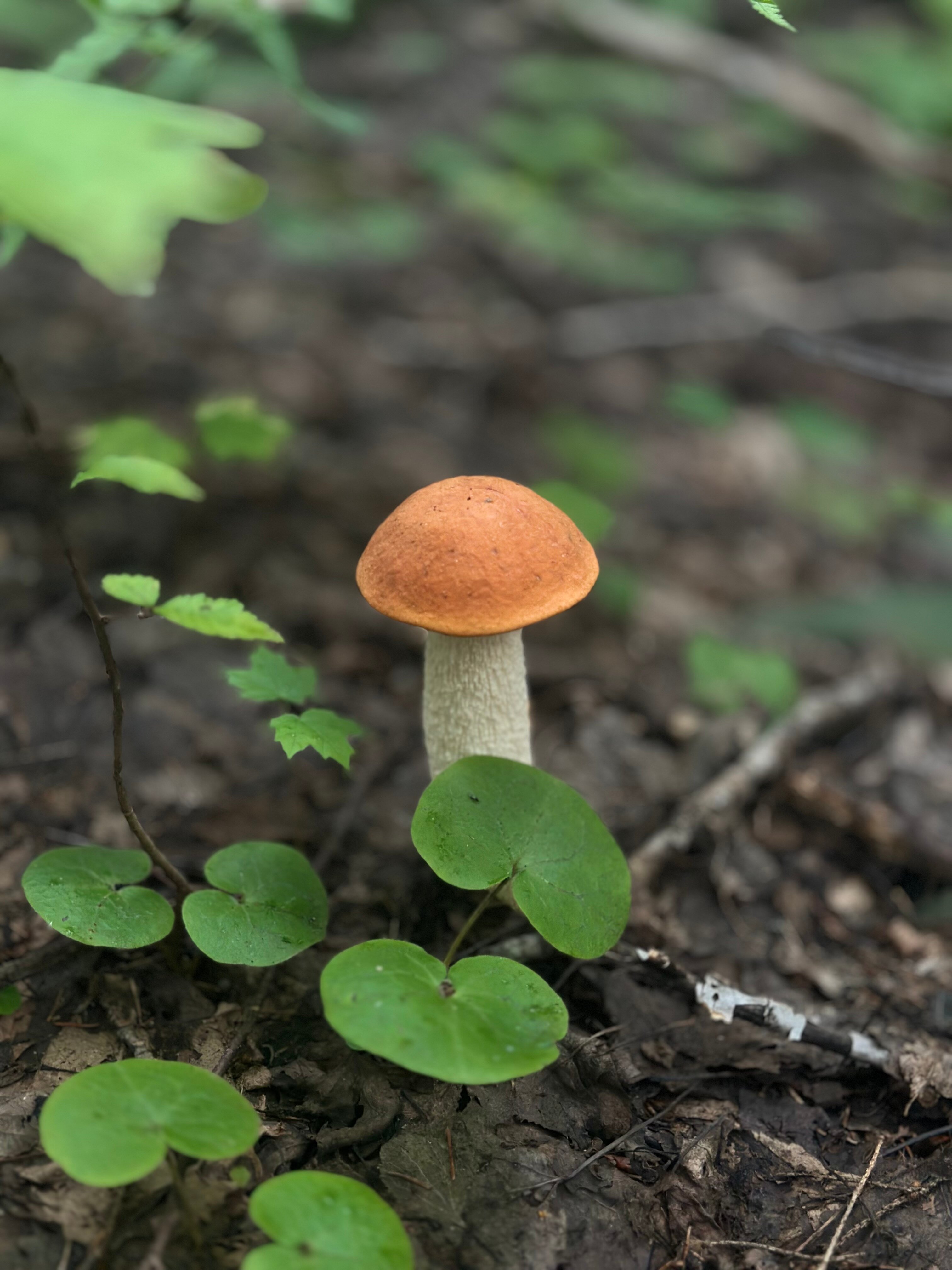 Фото Mari Holiday Village