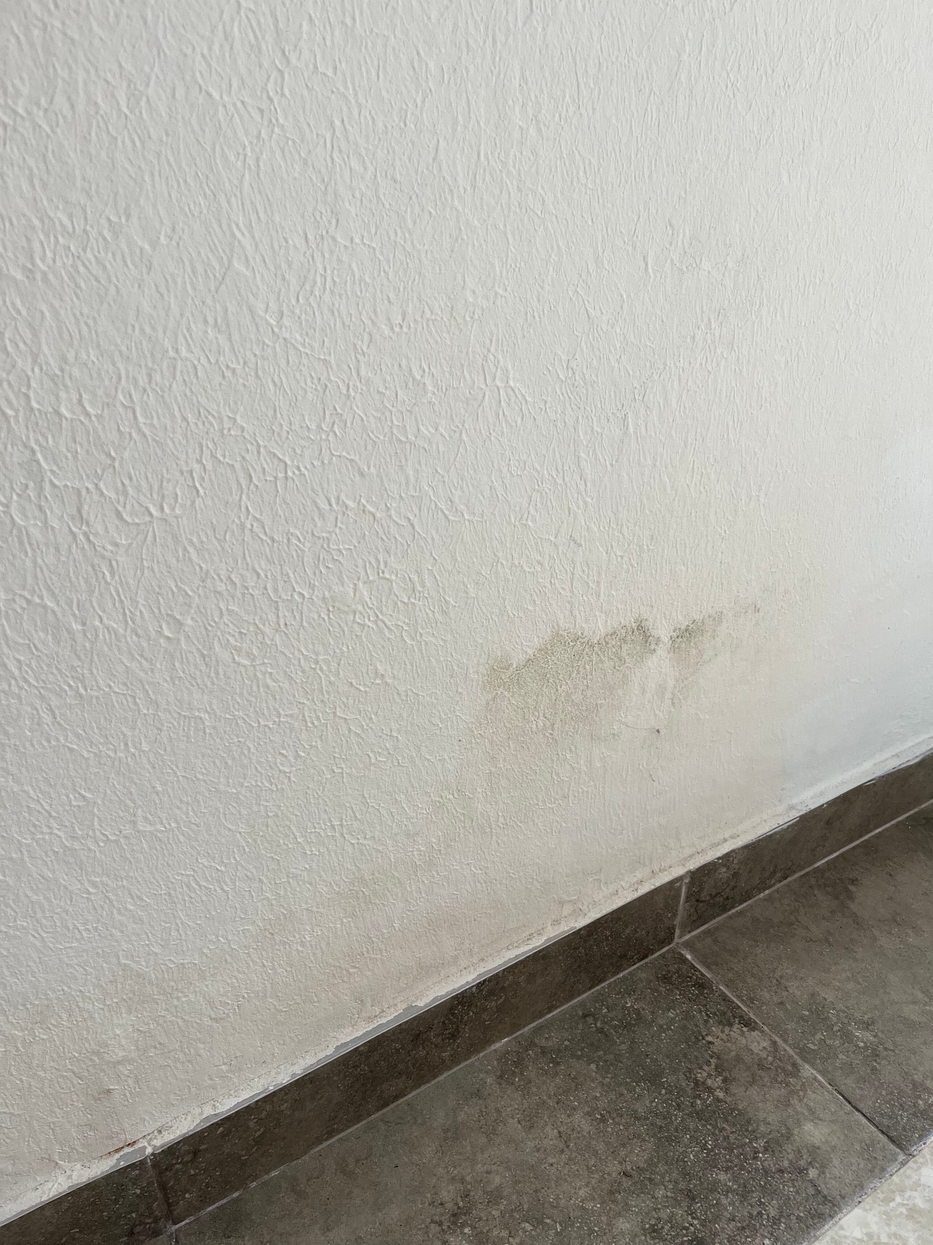 Фото Шафран