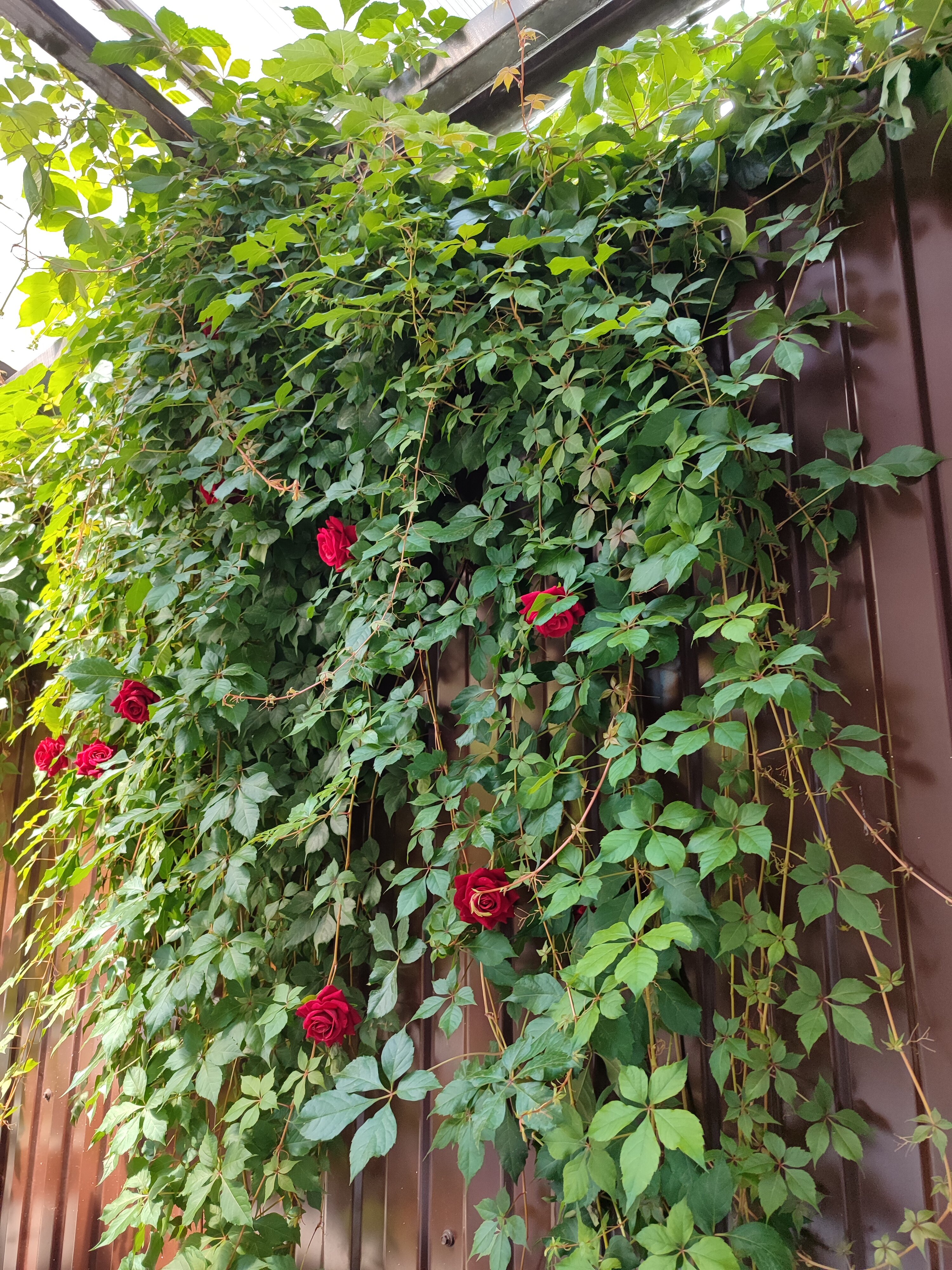 Фото Алкеста