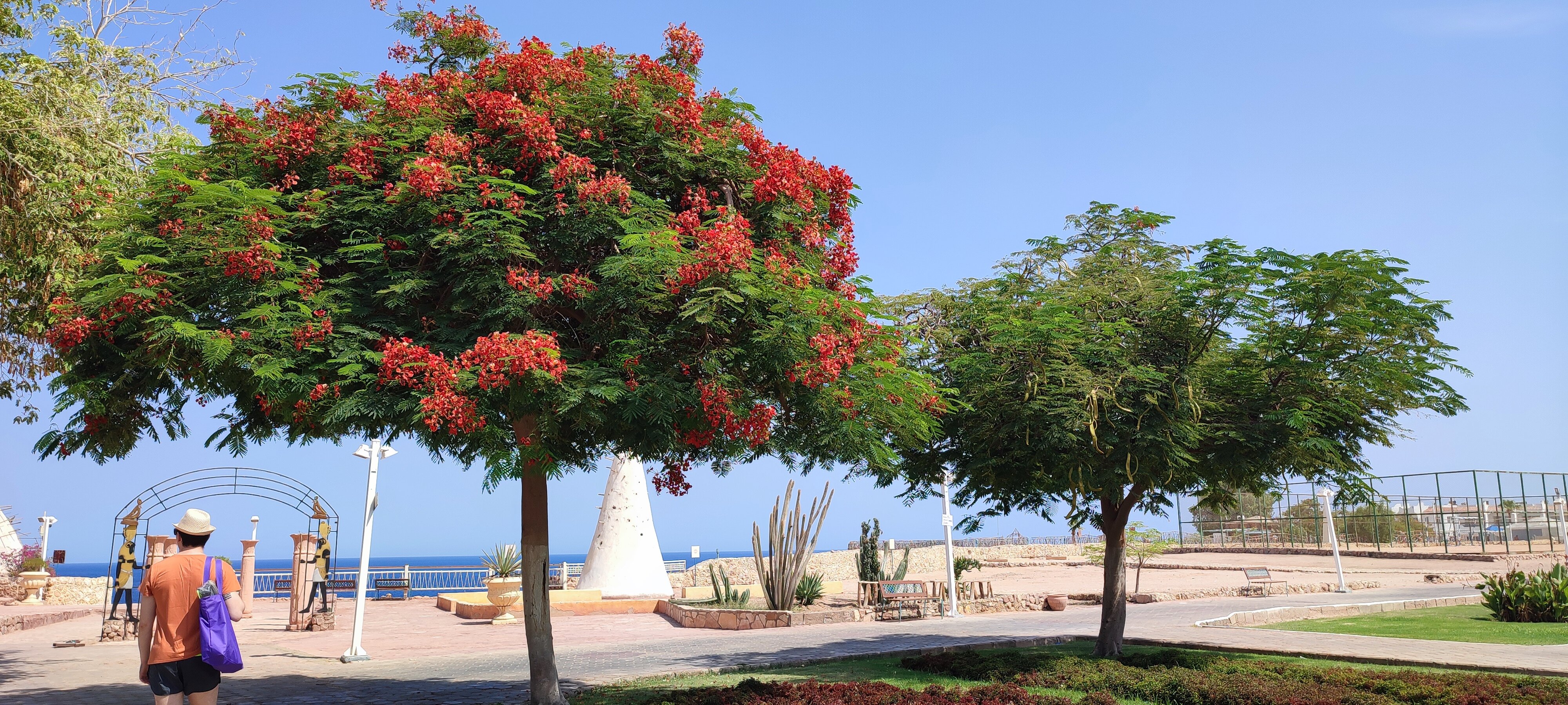 Фото Dreams Vacation