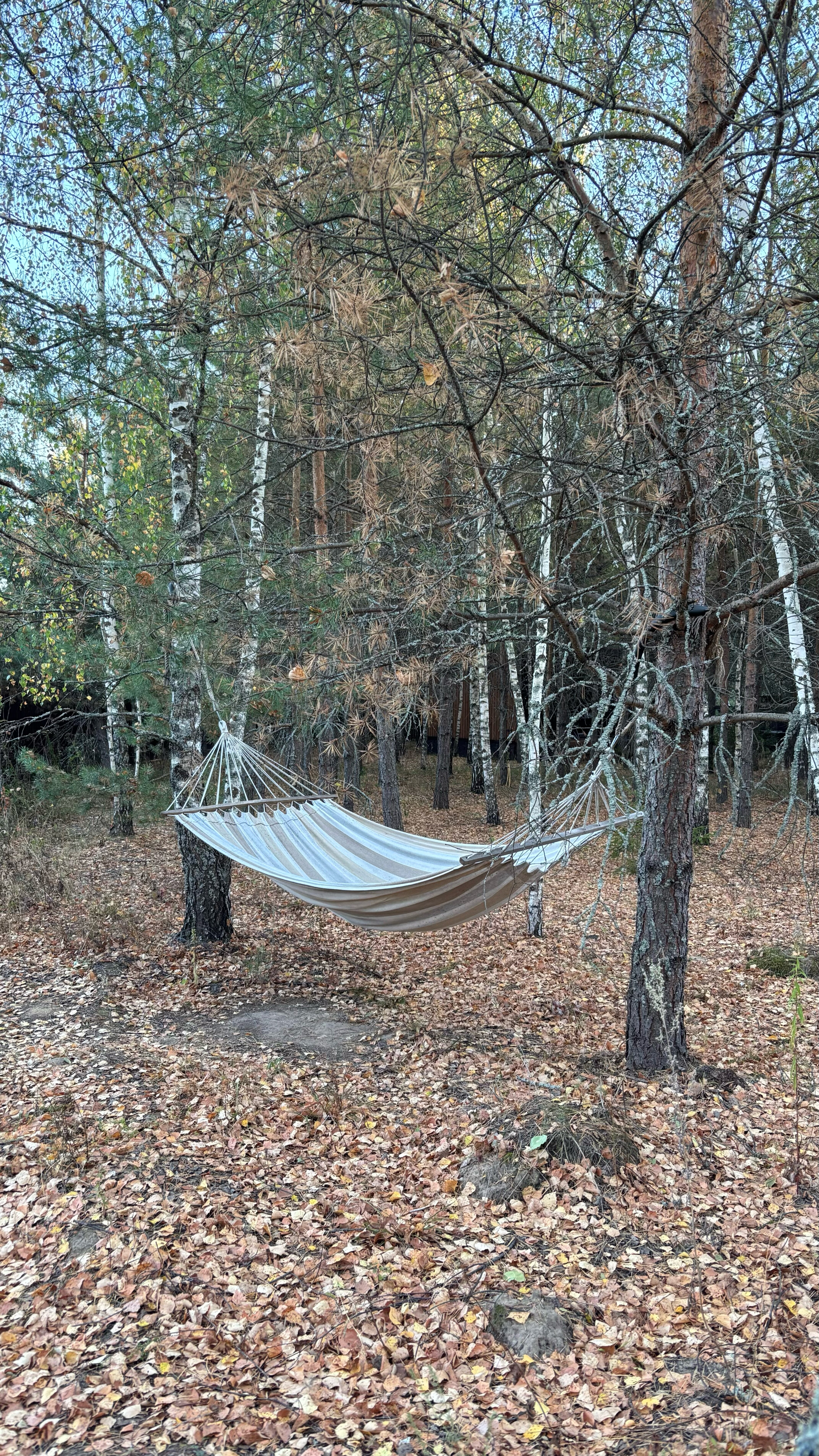 Фото Skazka в лесу