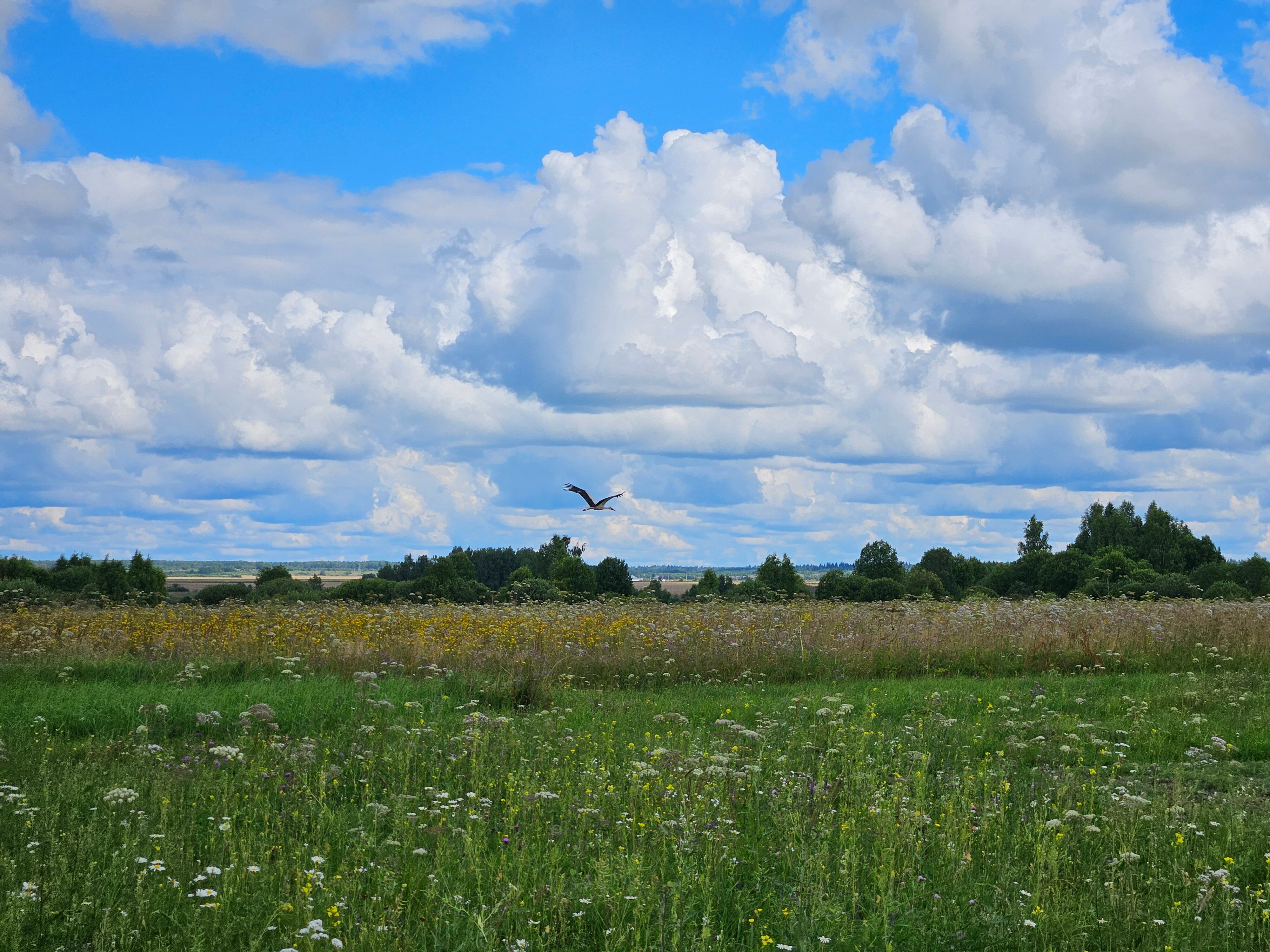 Фото Дом Аиста