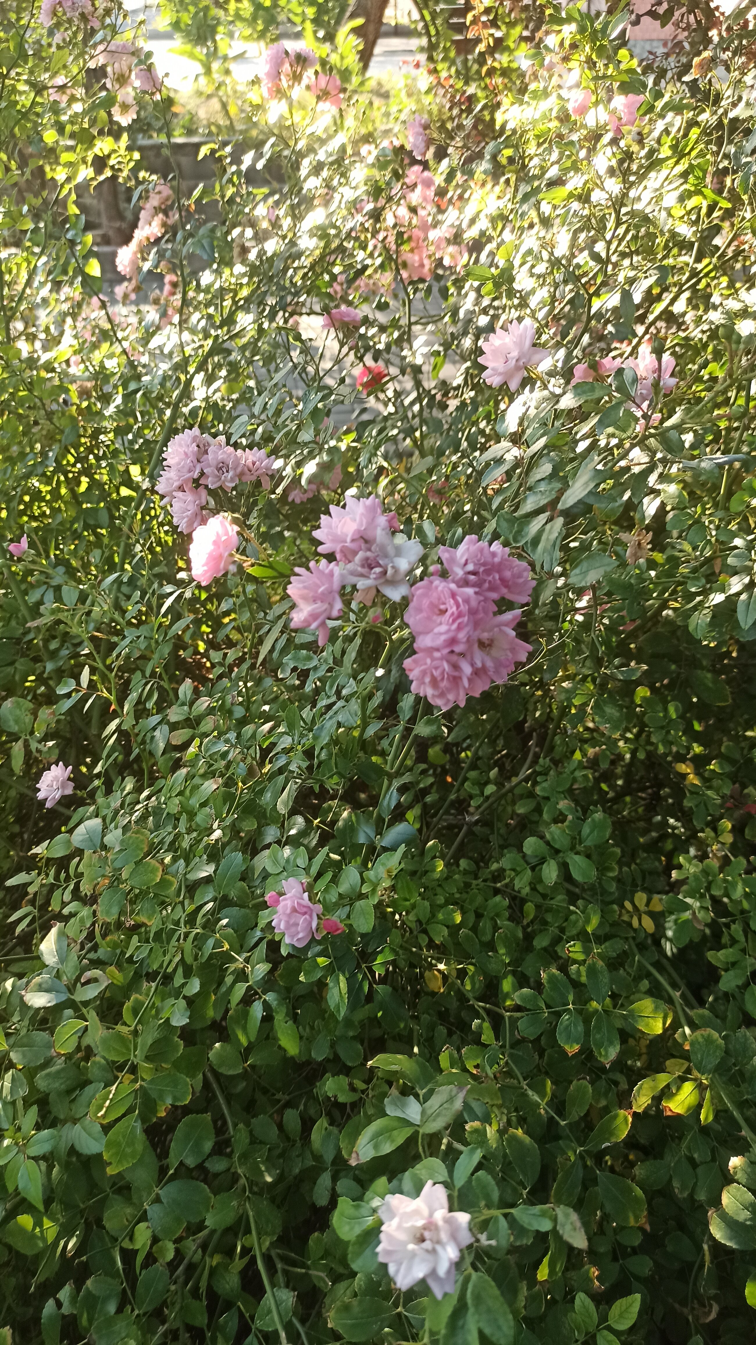 Фото Комфорт Дон