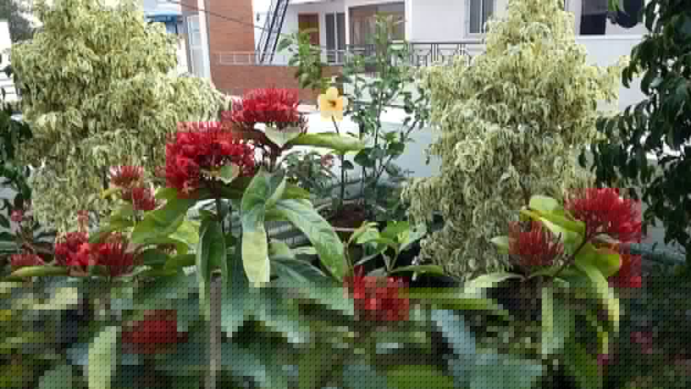 Фото Ixora Suites