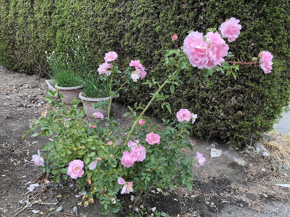 Фото Charming Family Hotel