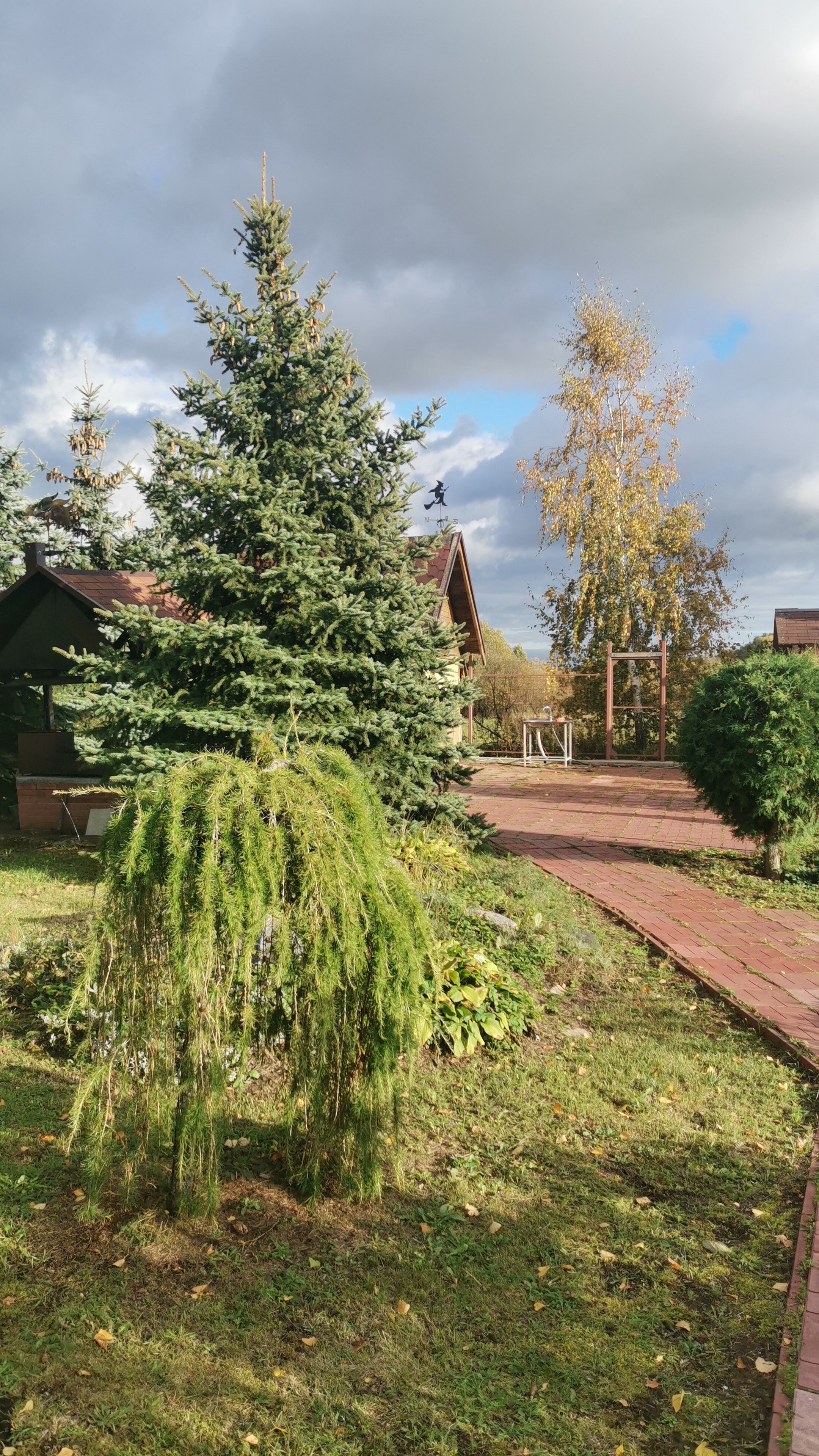 Фото Три клена