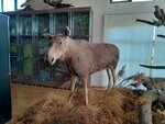 Музей природы ГПУ Беловежская пуща ЛОХ Выгоновское (д. Выгонощи, Набережная ул., 31), музей в Брестской области