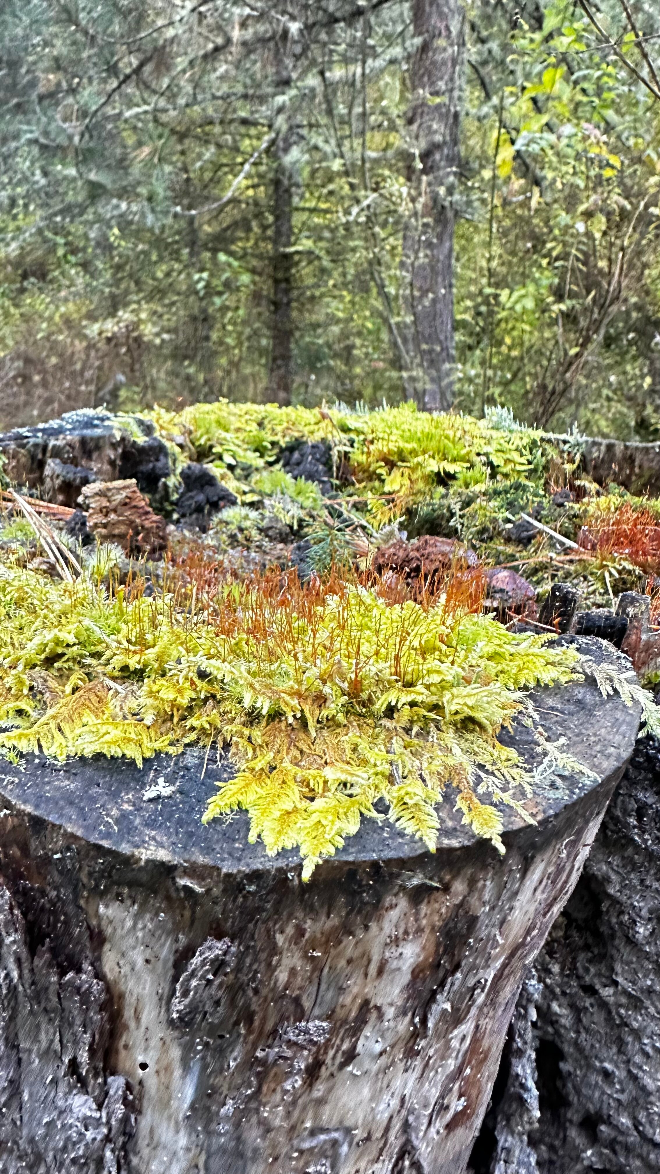 Фото Атмосфера Алтая