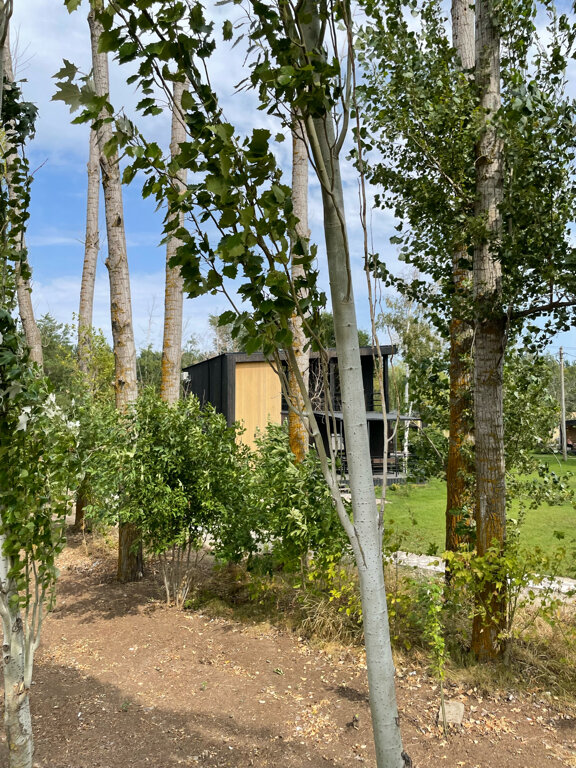 Фото Тополя