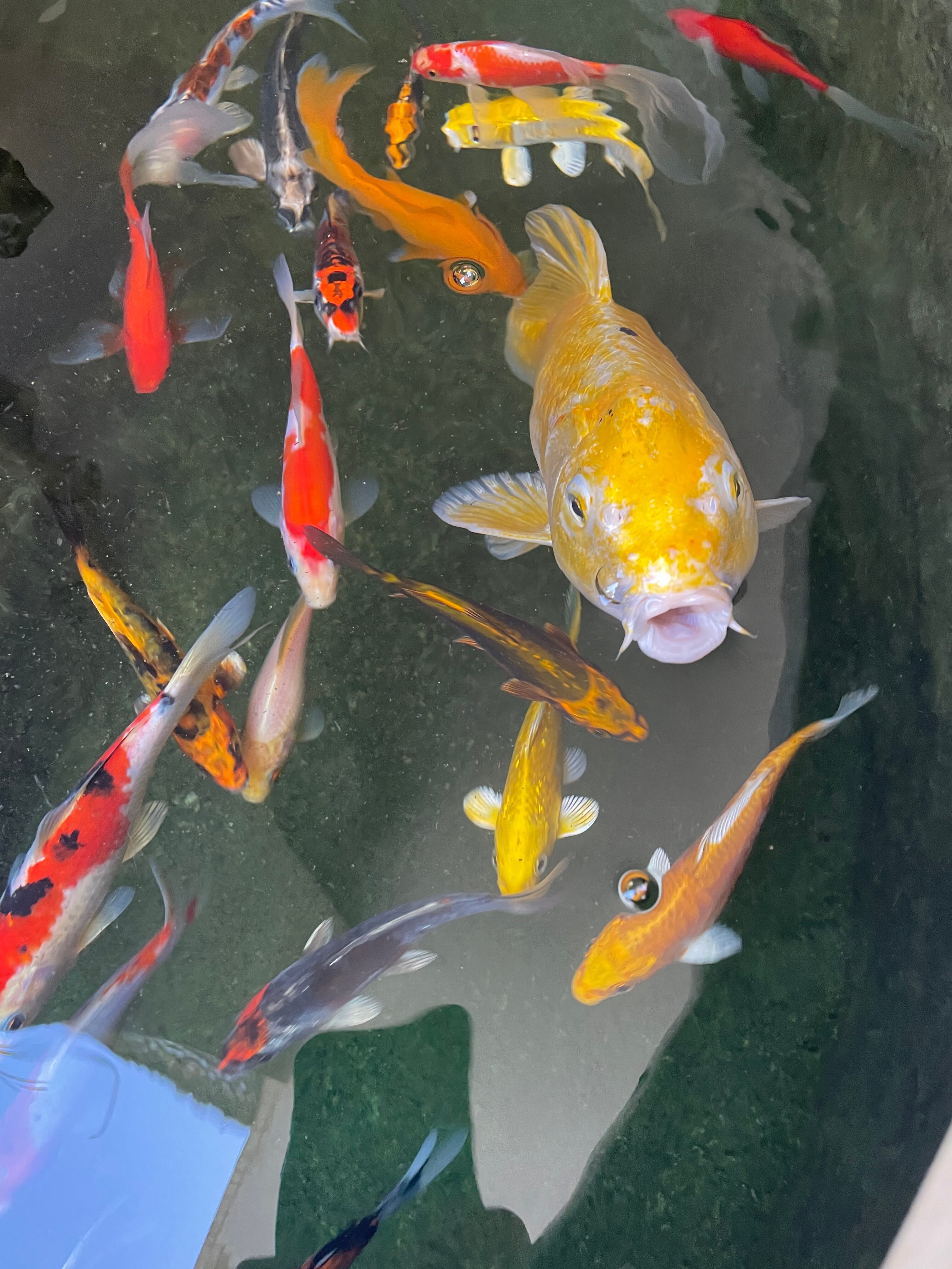 Фото Арбель