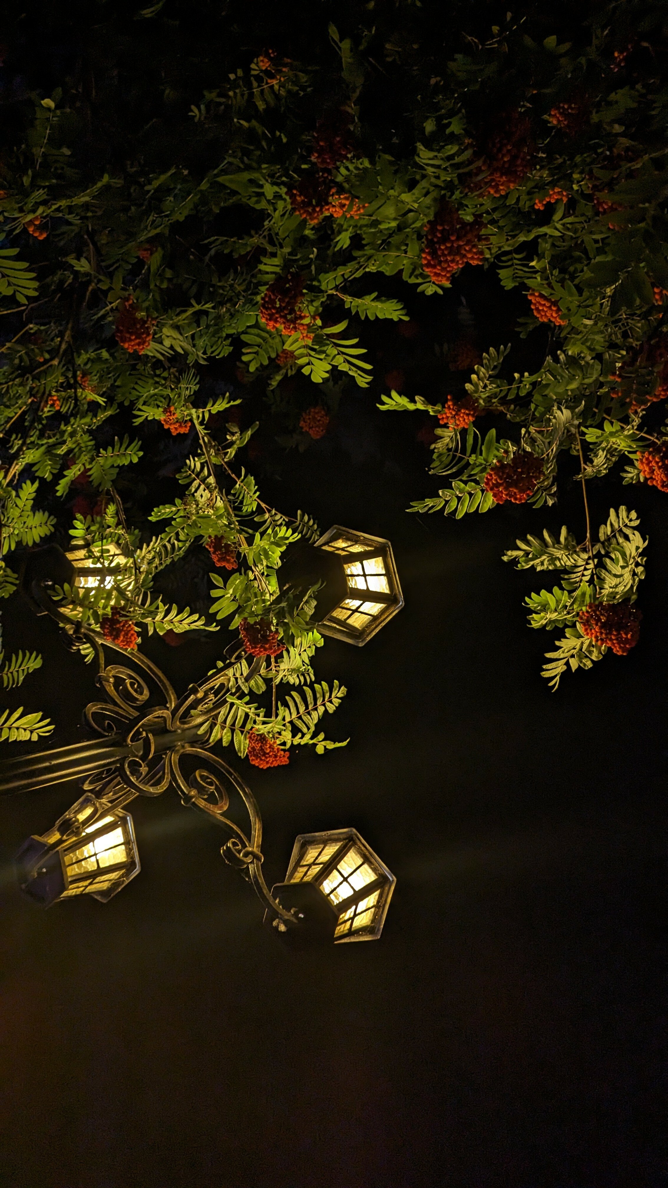 Фото Лесная поляна