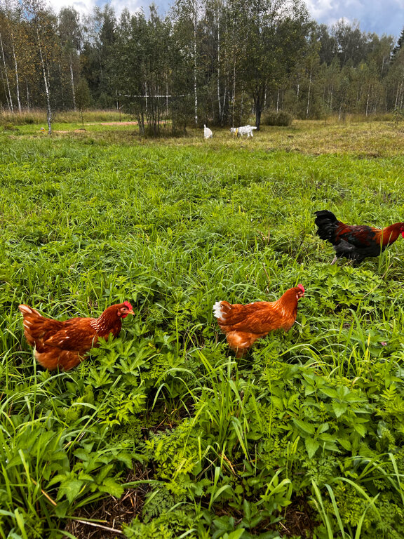 Фото Модная коза