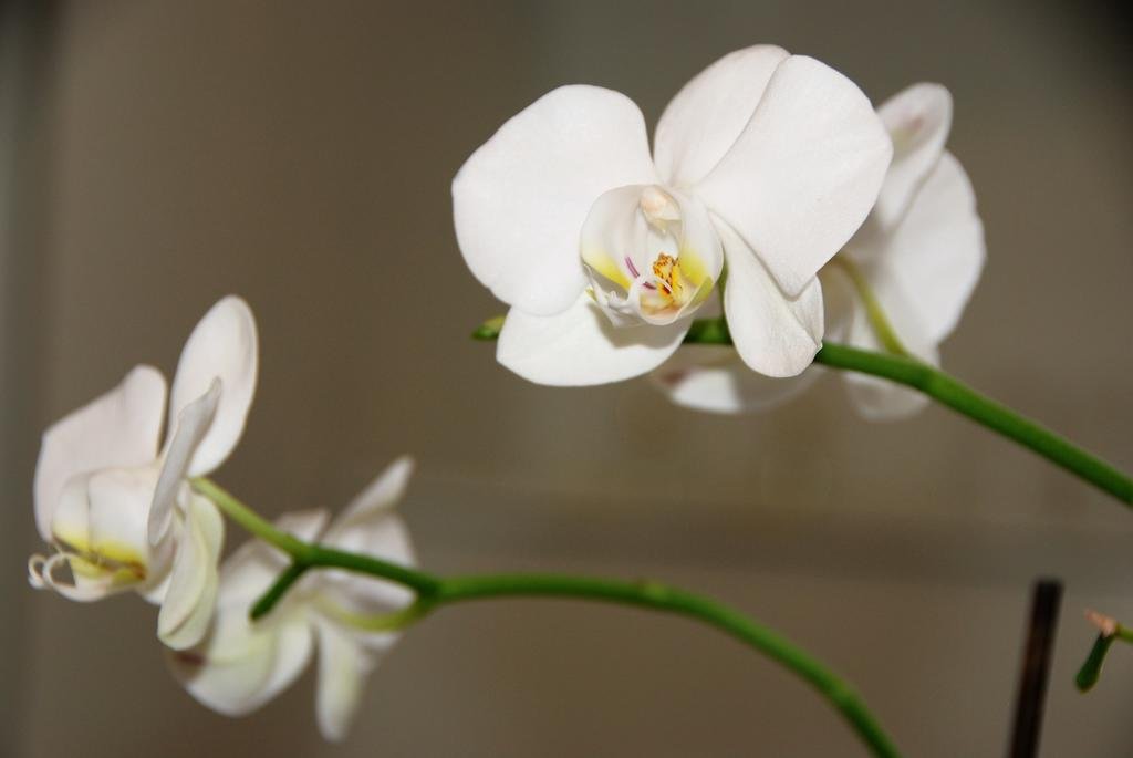 Фото Courcelles Médéric