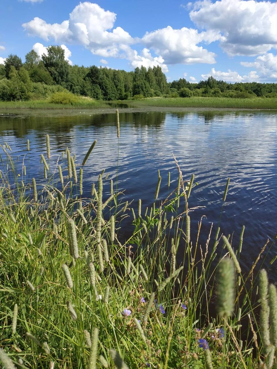 Фото Вьюлка