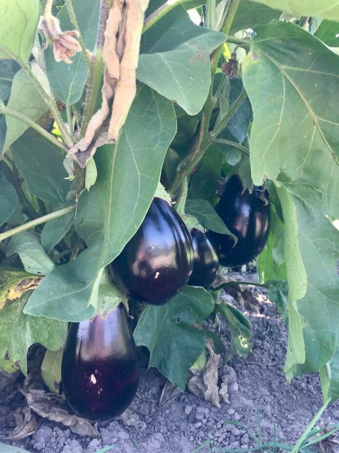 Фото Лаванда