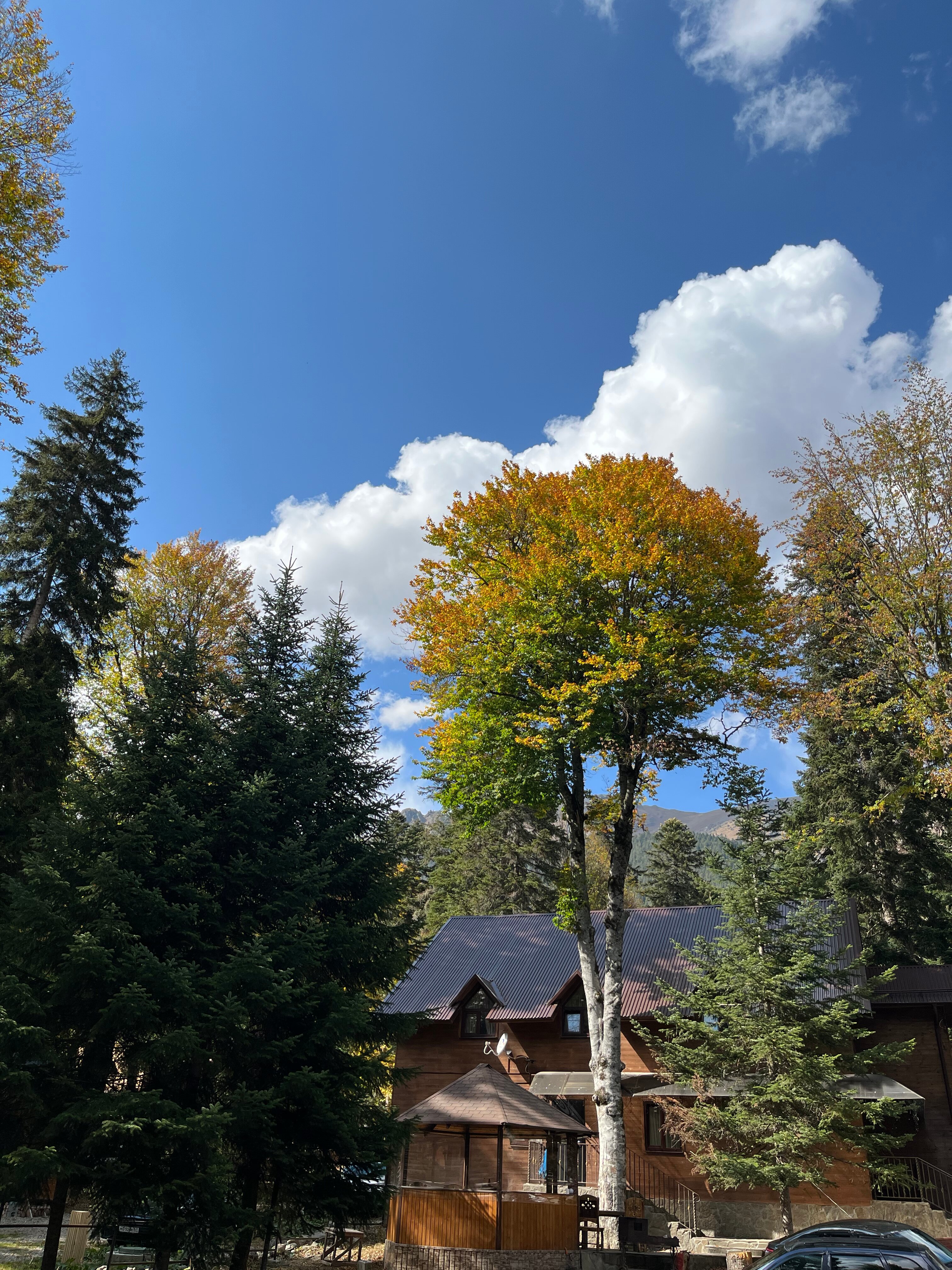 Фото Forest Yard