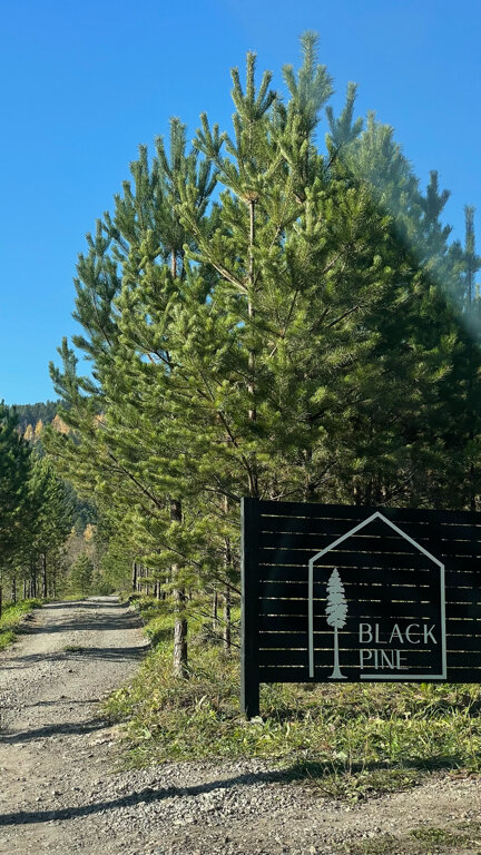 Фото Блэк пайн