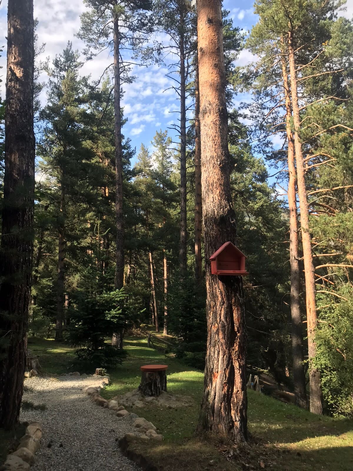 Фото Белый волк