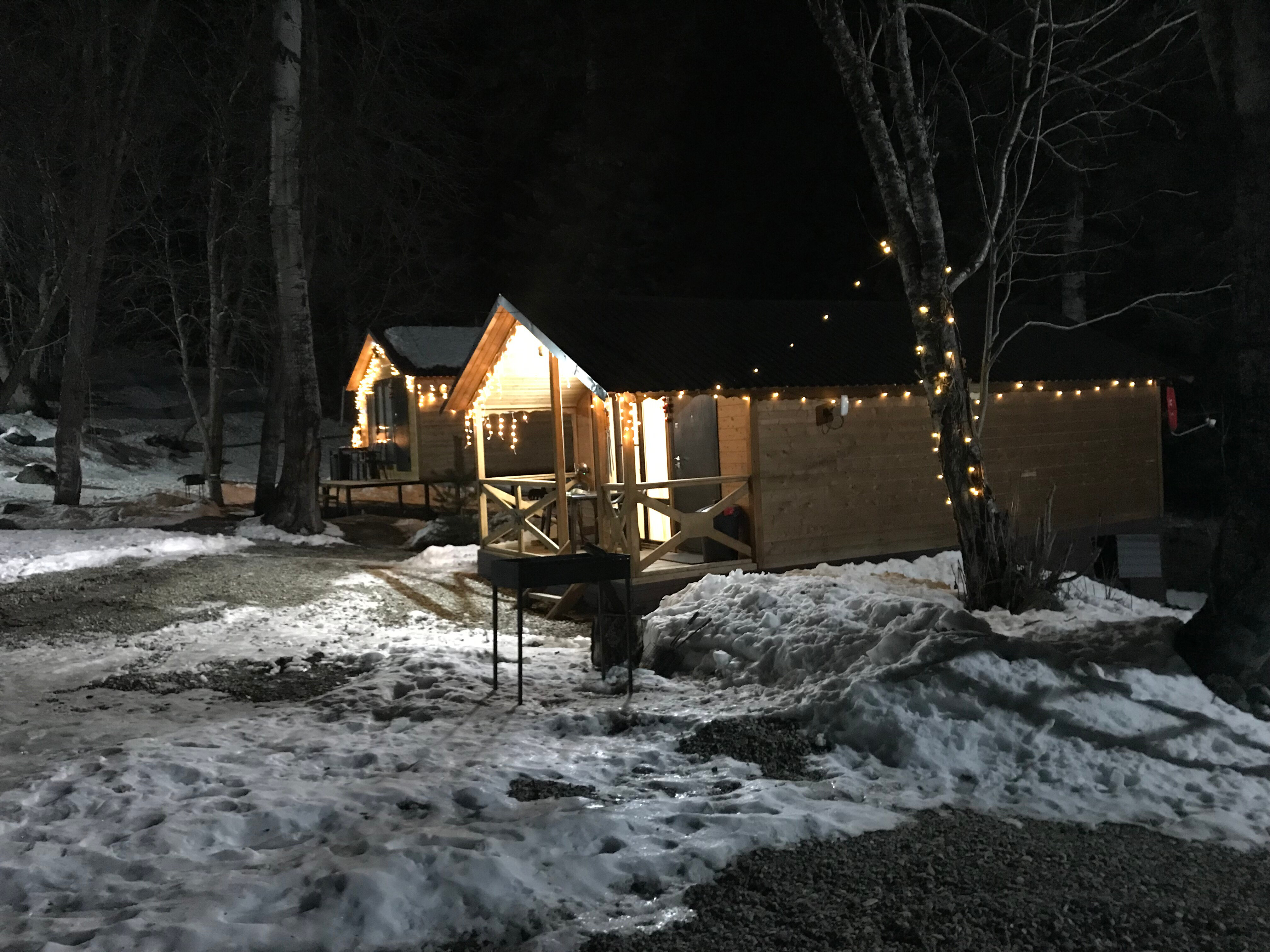 Фото Дикая Лошадь