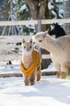 Ферма Альпак (Карачаево-Черкесская Республика, Зеленчукский район, село Архыз), отдых на ферме в Карачаево‑Черкесской Республике