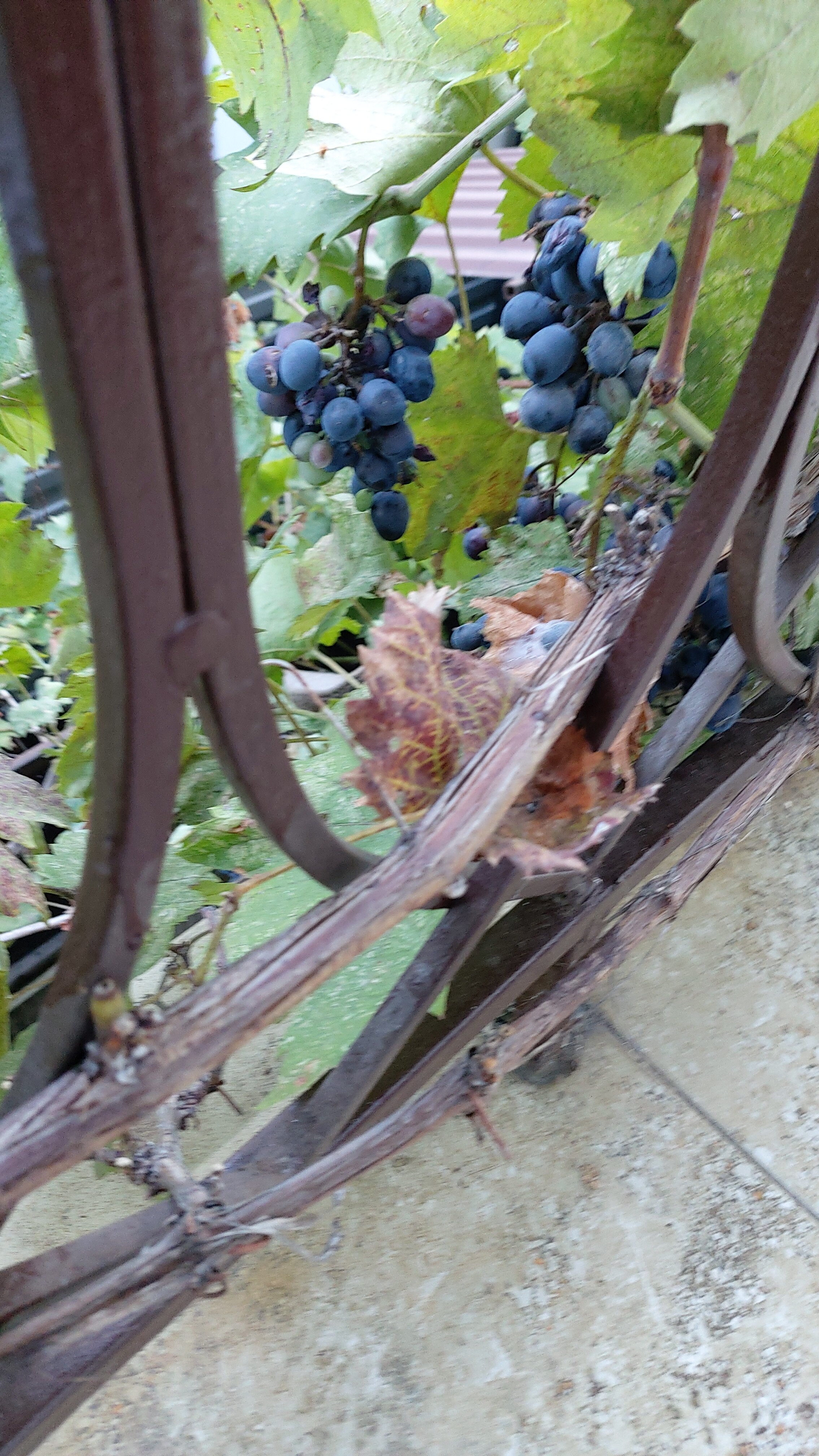 Фото Южный дворик