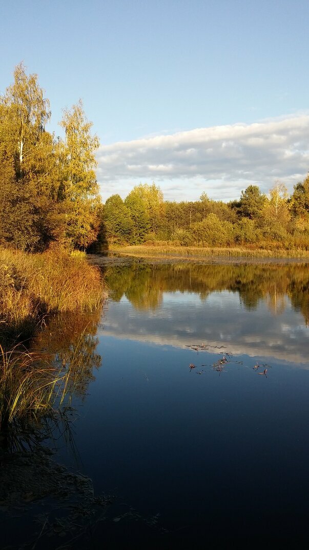 Фото Вьюлка