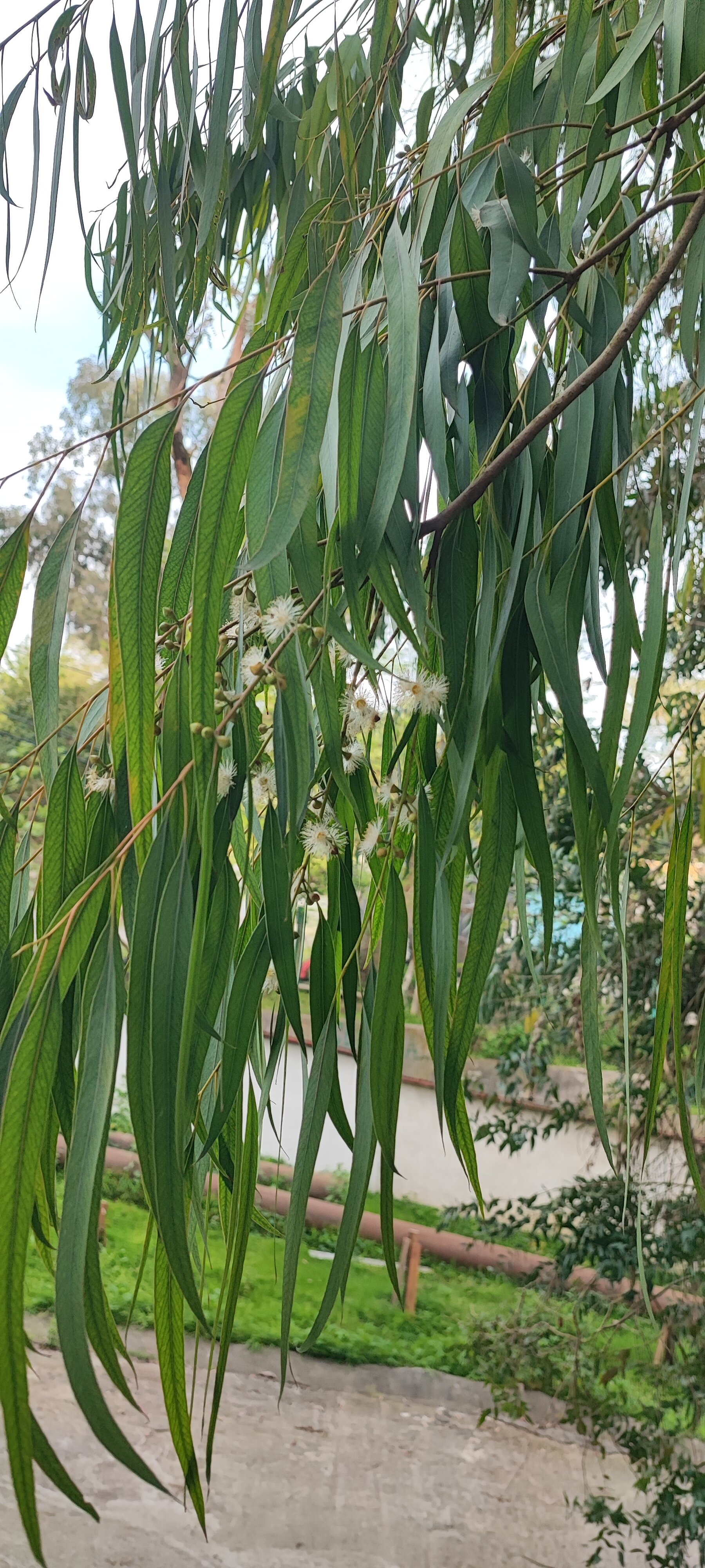 Фото Эвкалиптовая роща