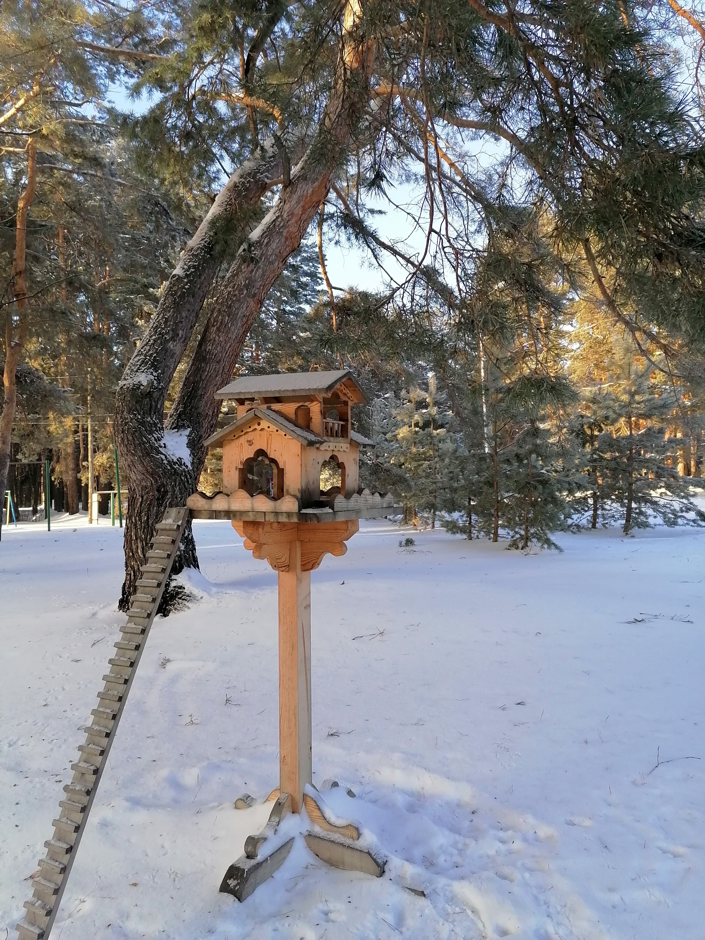 Фото Сосновый Бор