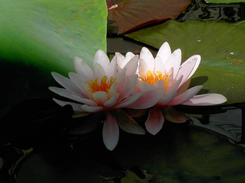 Фото Accademia Rimini