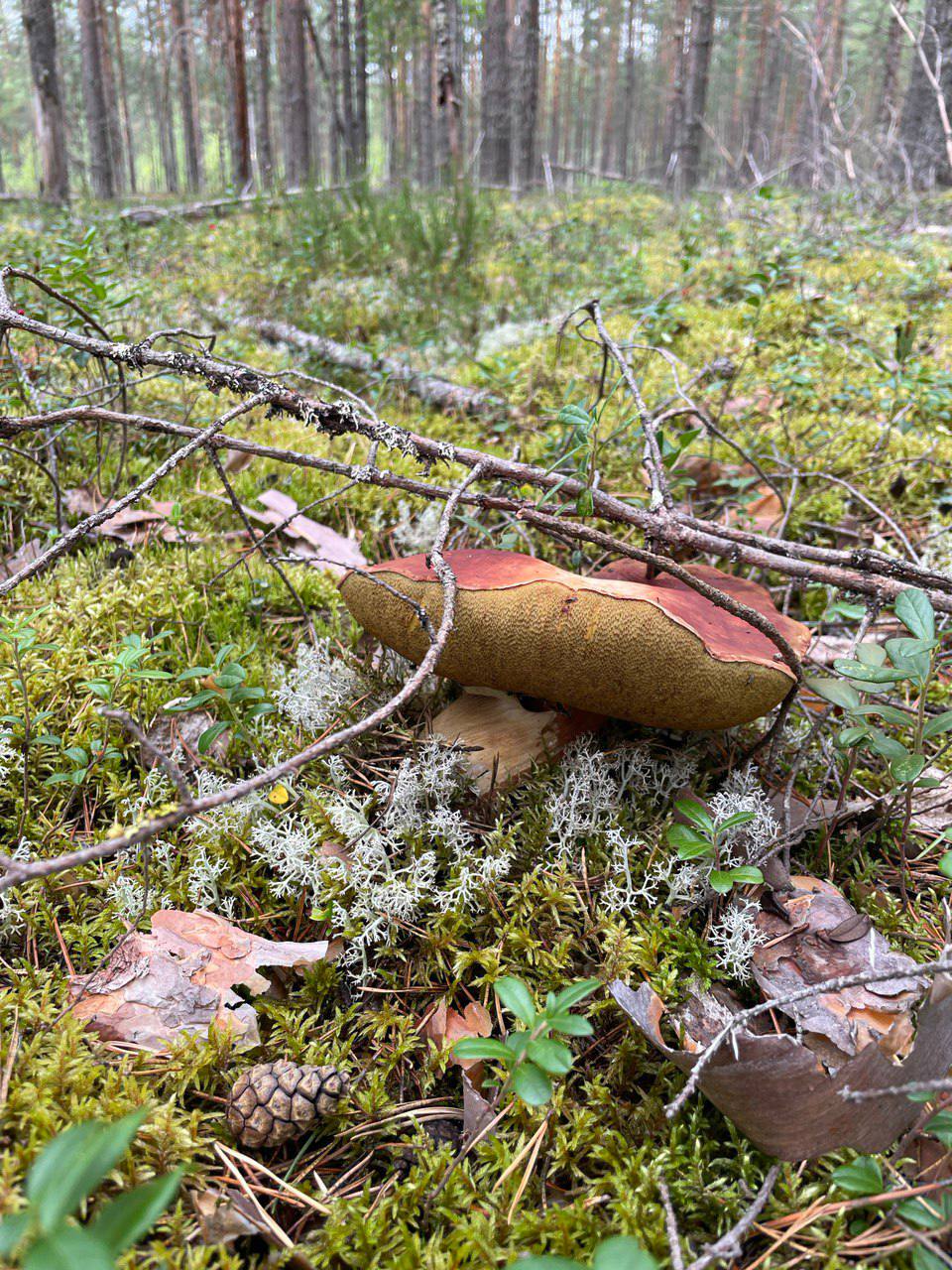 Фото Дом у заповедника