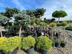 Хвойная точка (stanitsa Oktyabrskaya, Industrialnaya ulitsa, 6), plant nursery