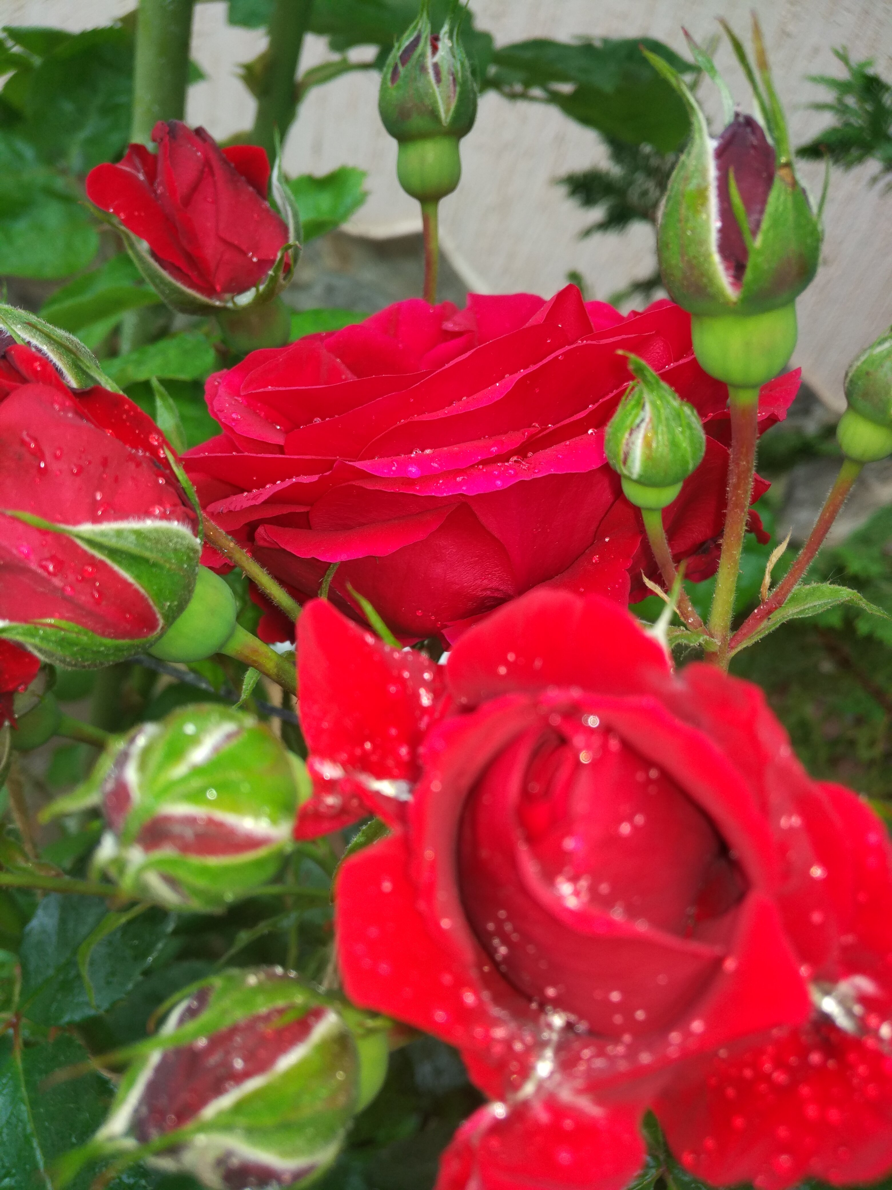 Фото Ассоль Судак