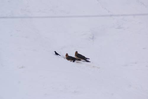 Фото Albergo Boule de Neige