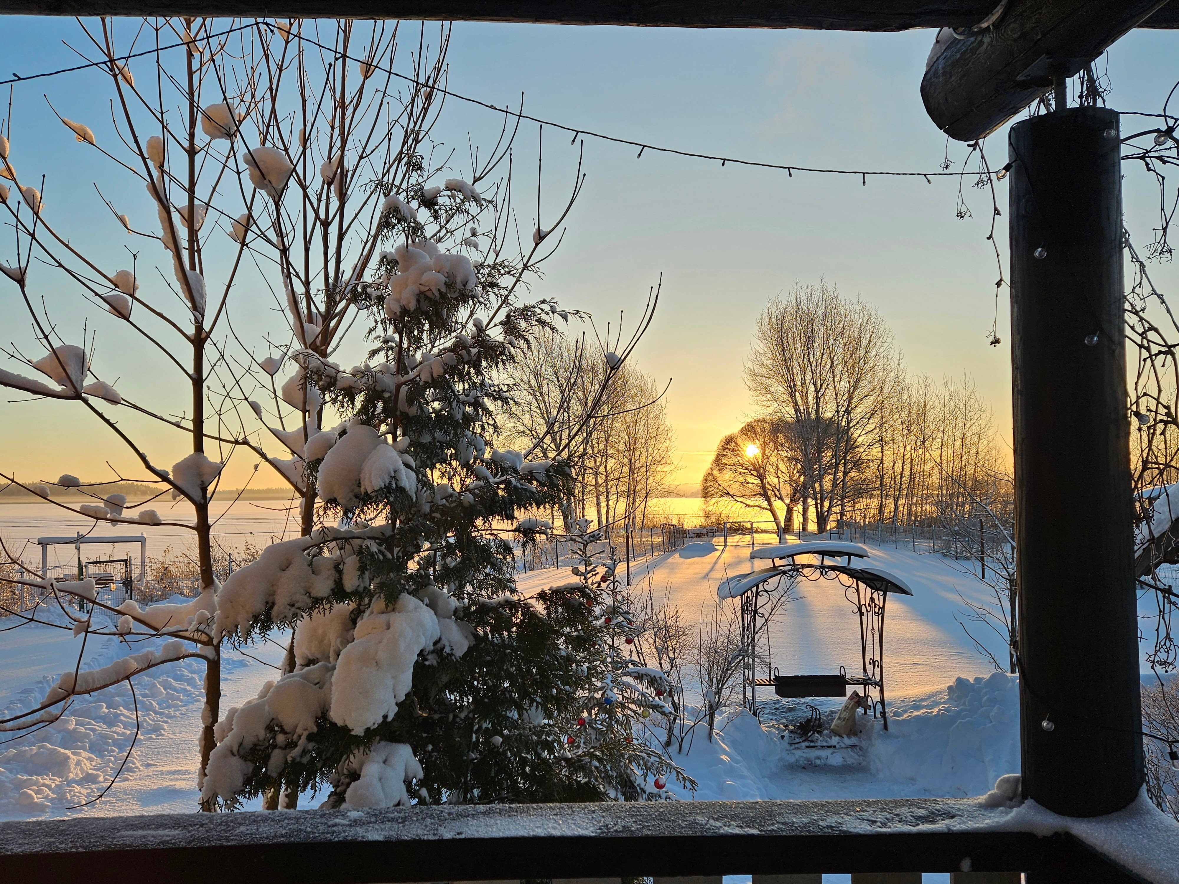 Фото Сорока