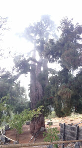 Pino Gordo (Canarias, Santa Cruz de Tenerife, Vilaflor), landmark, attraction