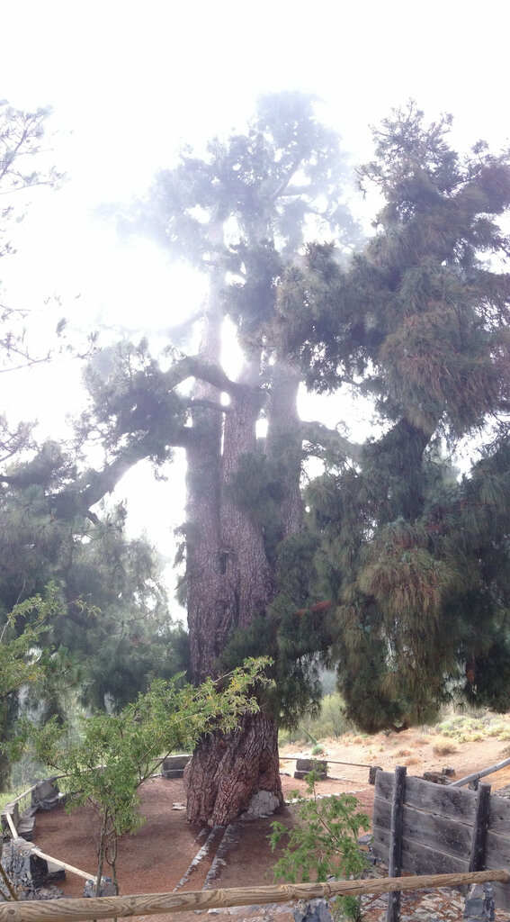 Landmark, attraction Pino Gordo, Canary Islands, photo
