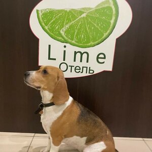 Гостиница Лайм