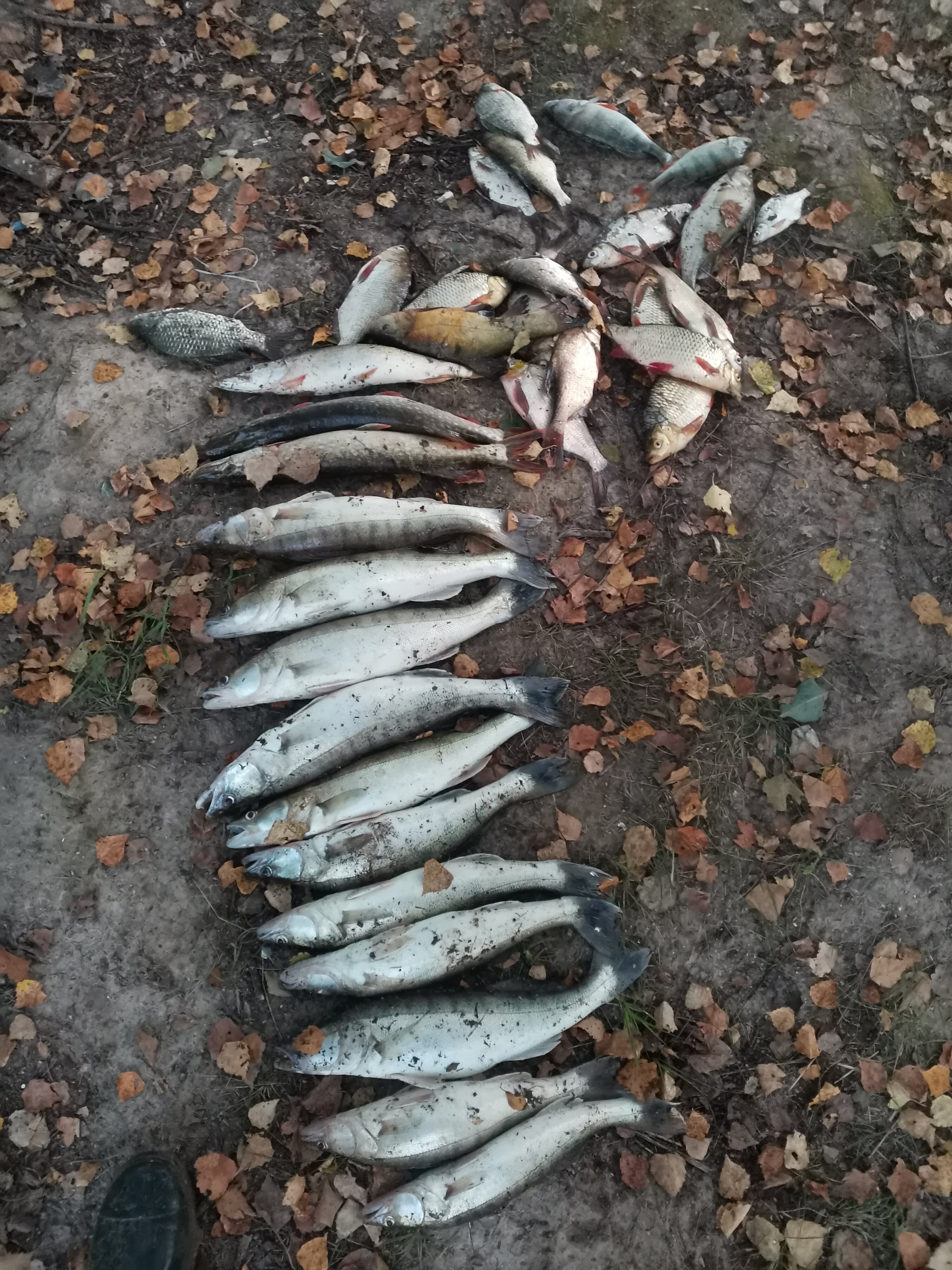 Фото Выродово-Клуб